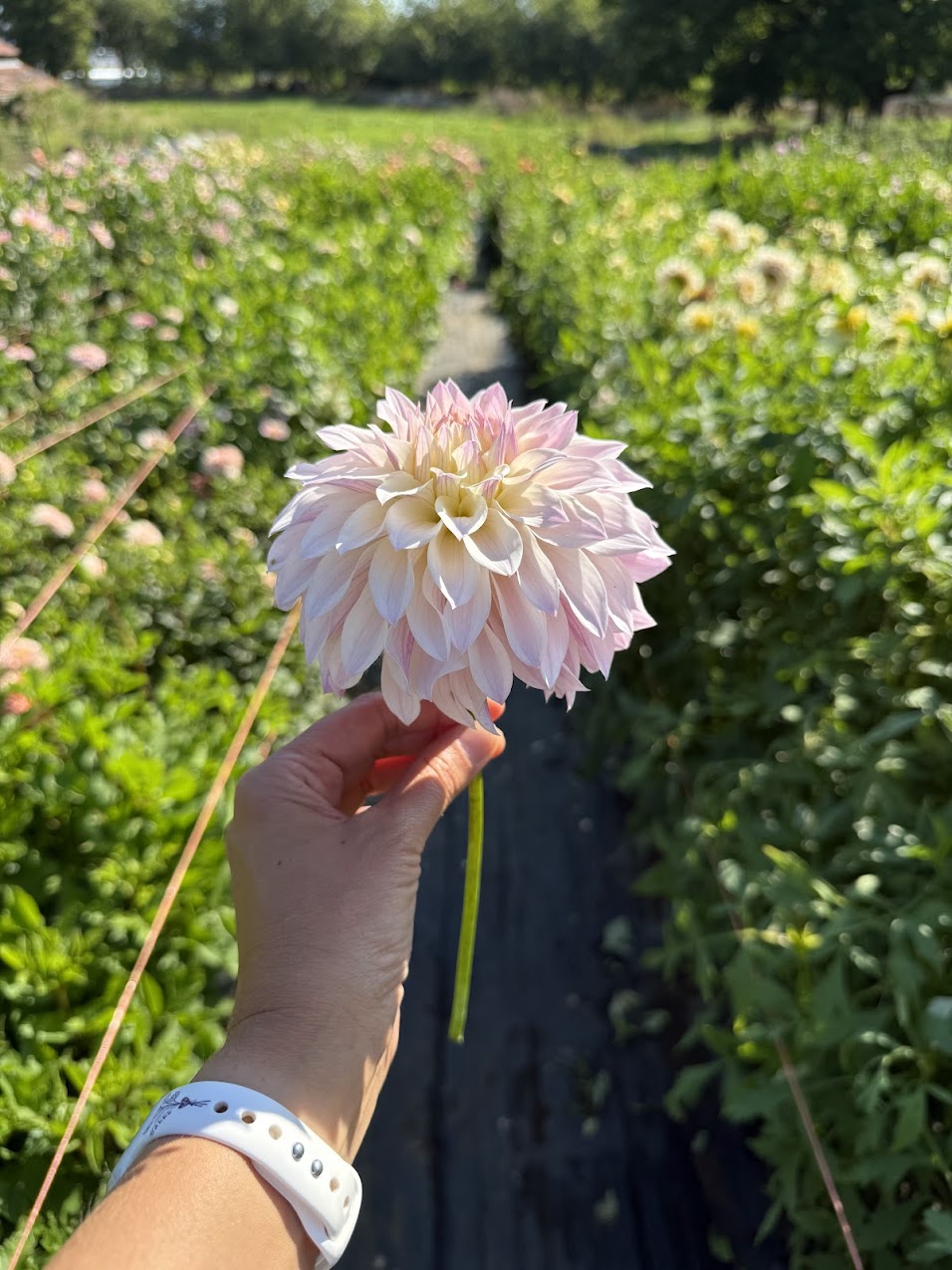 Dahlia Bloomquist Compare