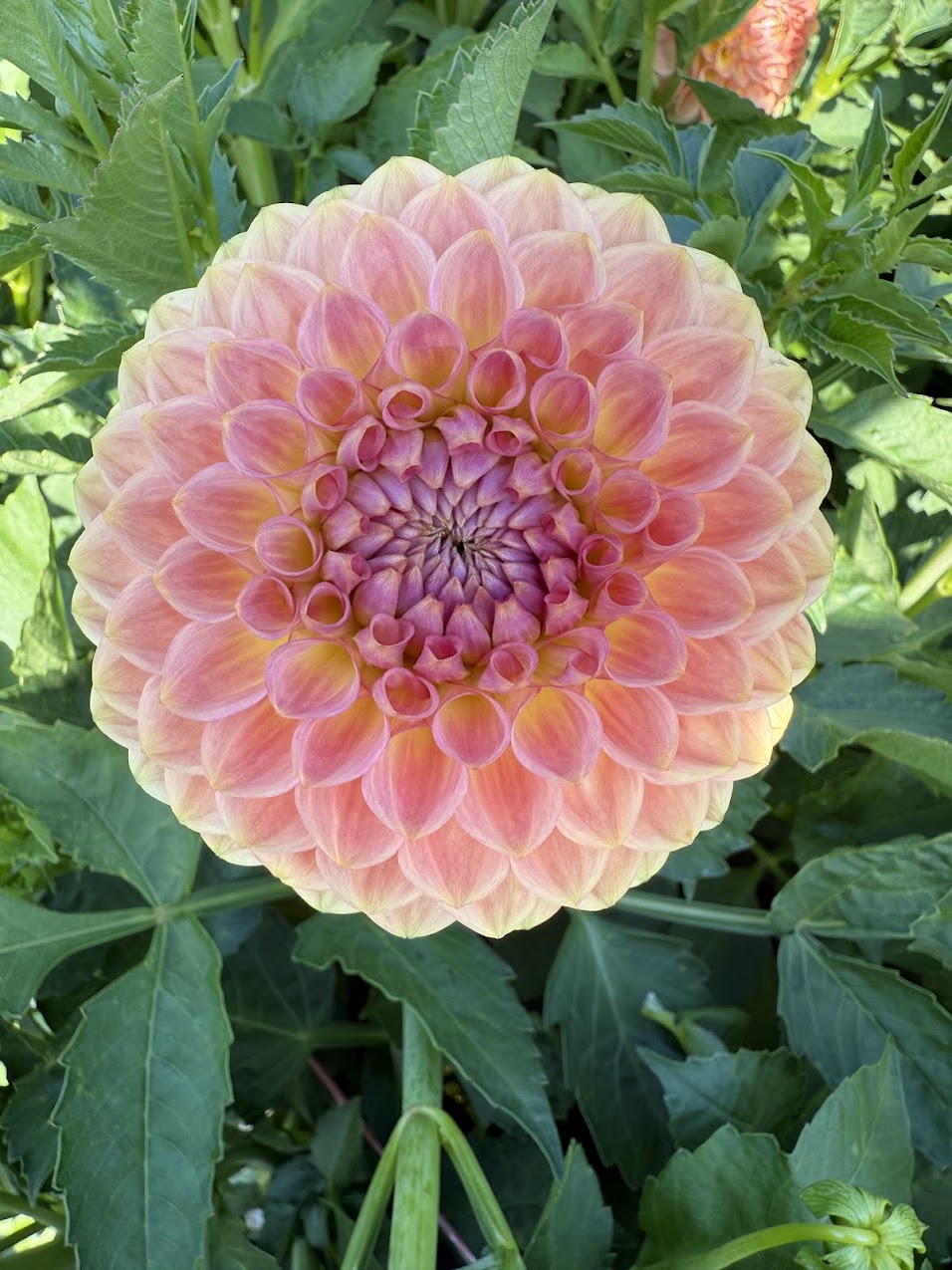 Dahlia 20th ave Softer Peach