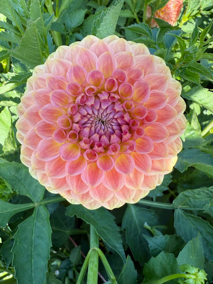 Dahlia 20th ave Softer Peach