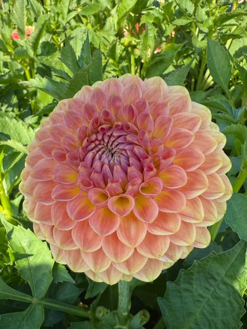 Dahlia 20th ave Softer Peach