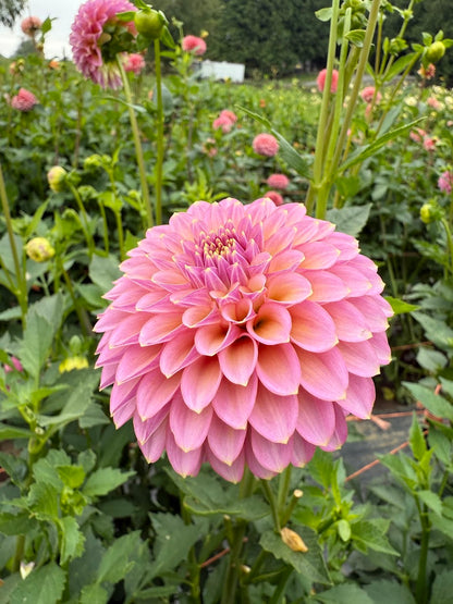 Dahlia Skipley Spot of Gold
