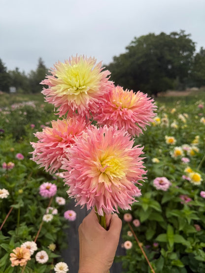 Dahlia Hapet Champagne (Limit 1)