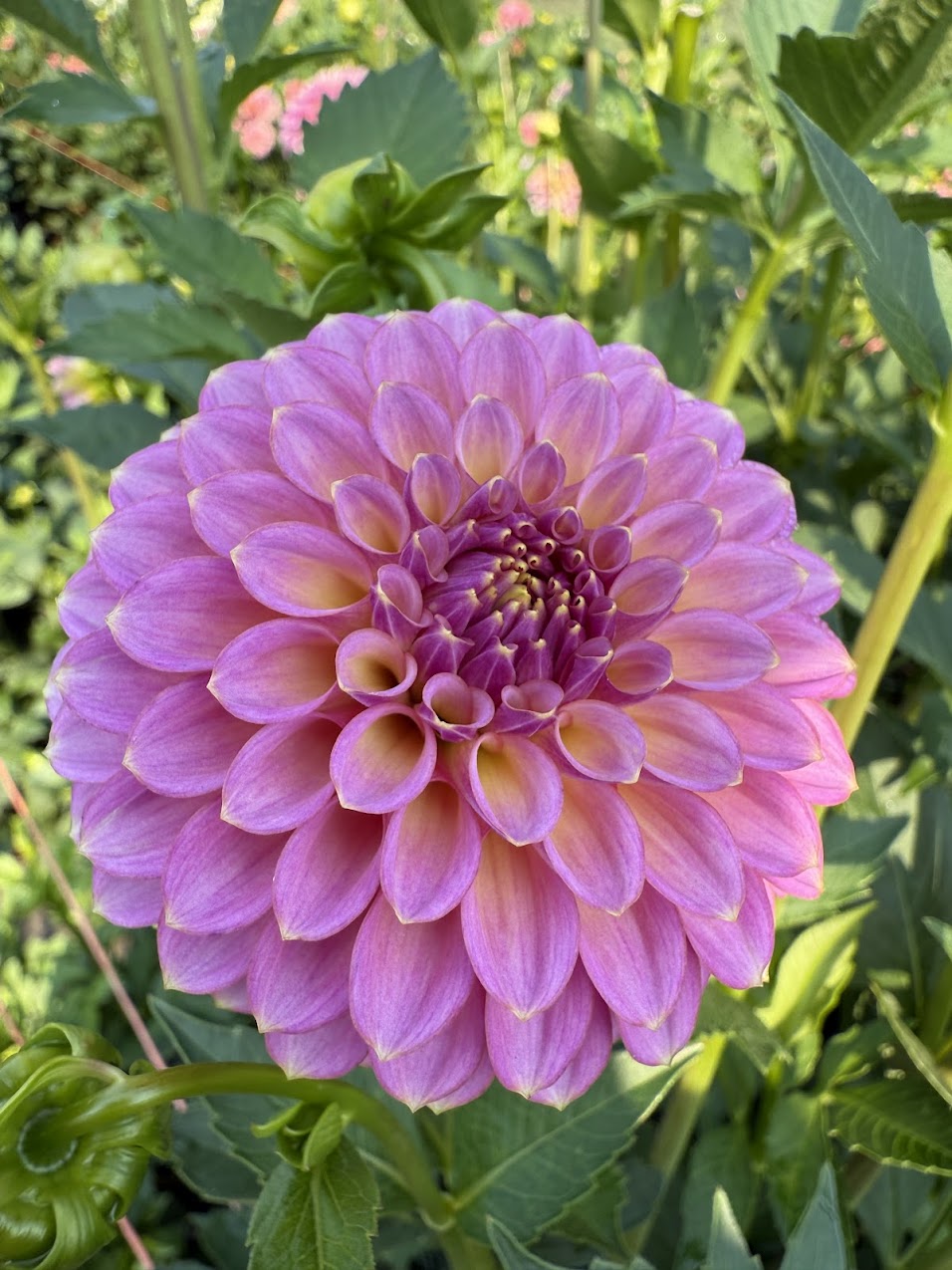 Dahlia Skipley Spot of Gold