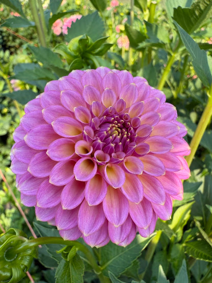 Dahlia Skipley Spot of Gold