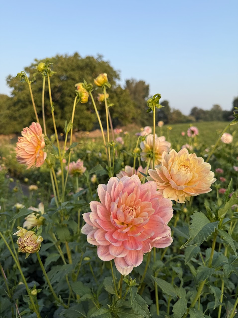 Dahlia Hollyhill Serenity (Limit 1)