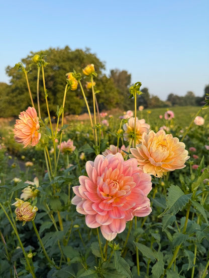 Dahlia Hollyhill Serenity (Limit 1)