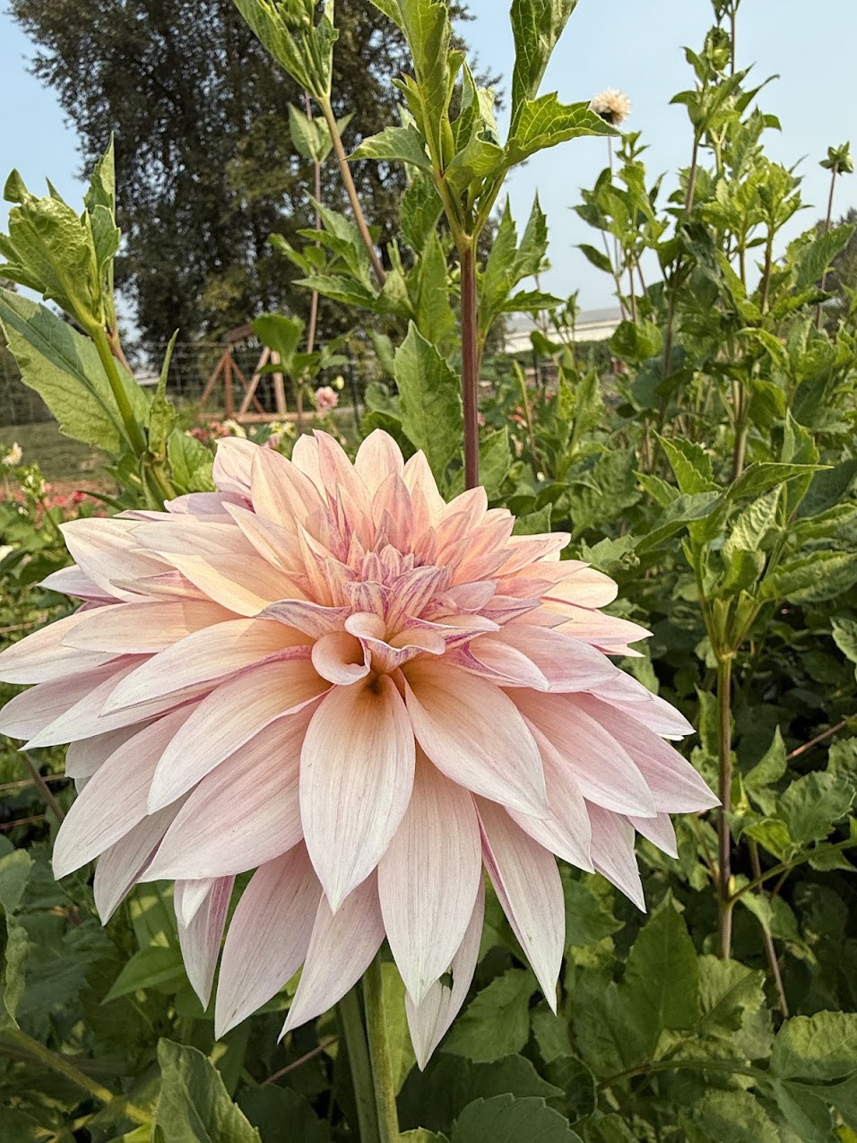 Dahlia Cafe Au Lait Mini (Limit 1)