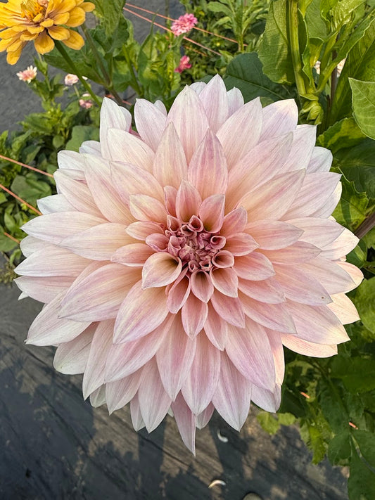 Dahlia Cafe Au Lait Mini (Limit 1)