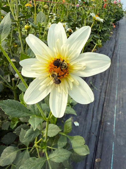 Dahlia Alpen Cherub