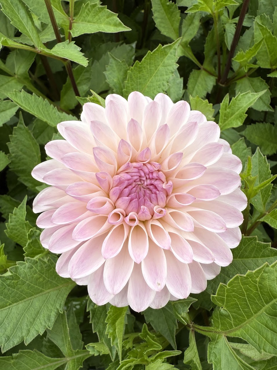 Dahlia Tahoma Stellar Feller