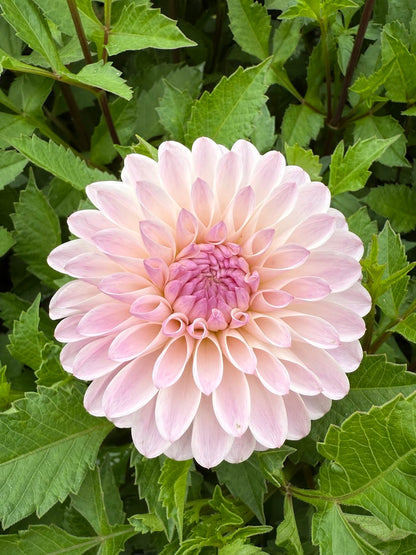 Dahlia Tahoma Stellar Feller