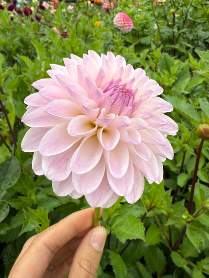 Dahlia Tahoma Stellar Feller