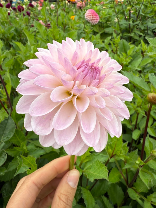 Dahlia Tahoma Stellar Feller