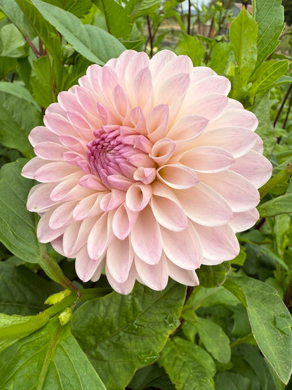 Dahlia Tahoma Stellar Feller