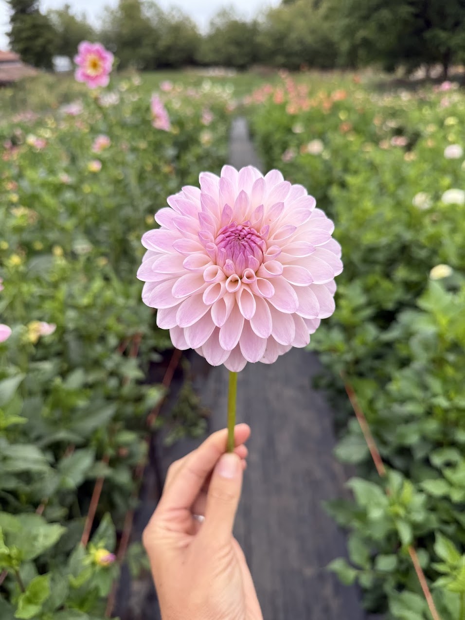 Dahlia Tahoma Stellar Feller
