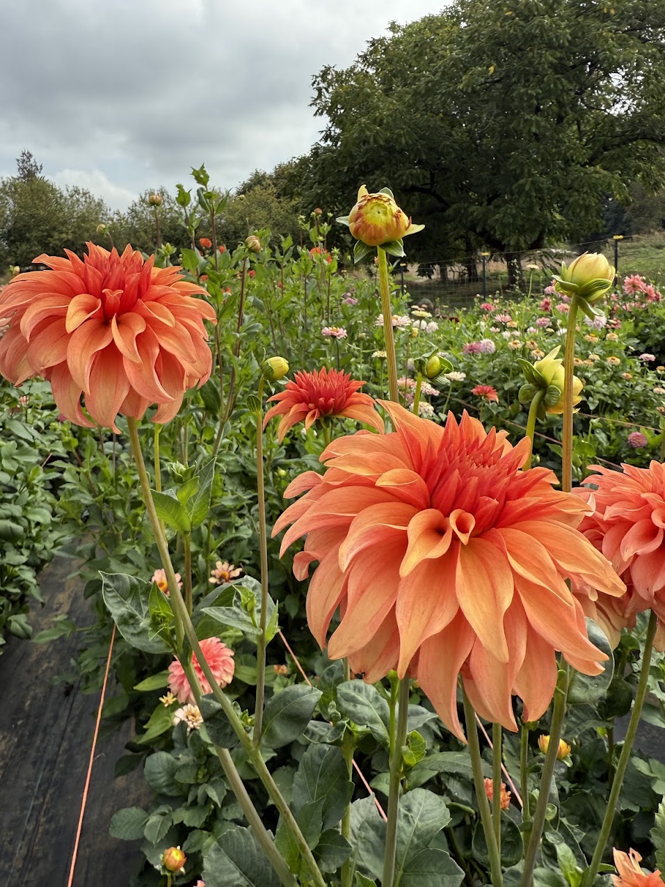 Dahlia Bloomquist Pleasing (Limit 1)