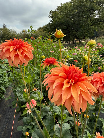 Dahlia Bloomquist Pleasing (Limit 1)