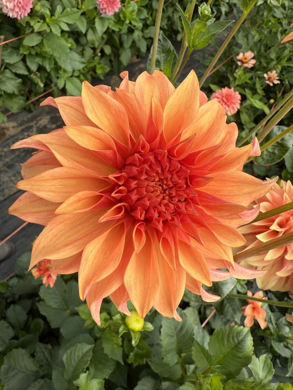 Dahlia Bloomquist Pleasing (Limit 1)