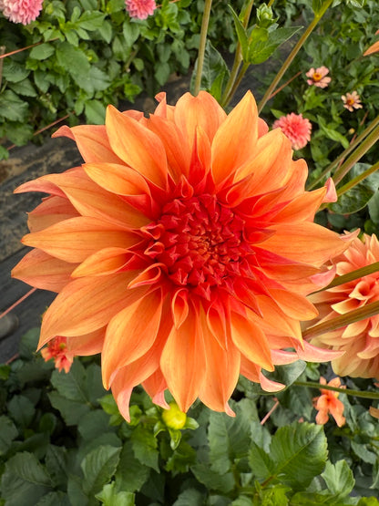 Dahlia Bloomquist Pleasing (Limit 1)