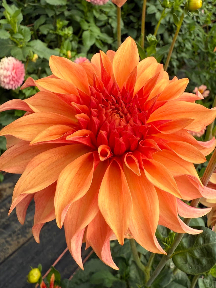 Dahlia Bloomquist Pleasing (Limit 1)
