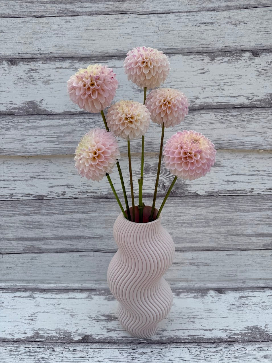 Dahlia Camano Zoe