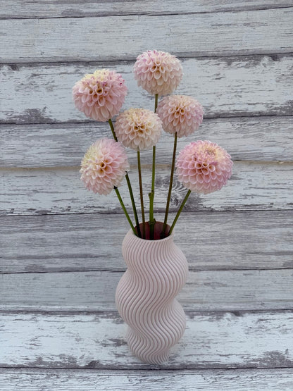 Dahlia Camano Zoe