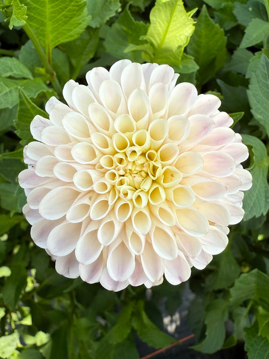 Dahlia Camano Zoe
