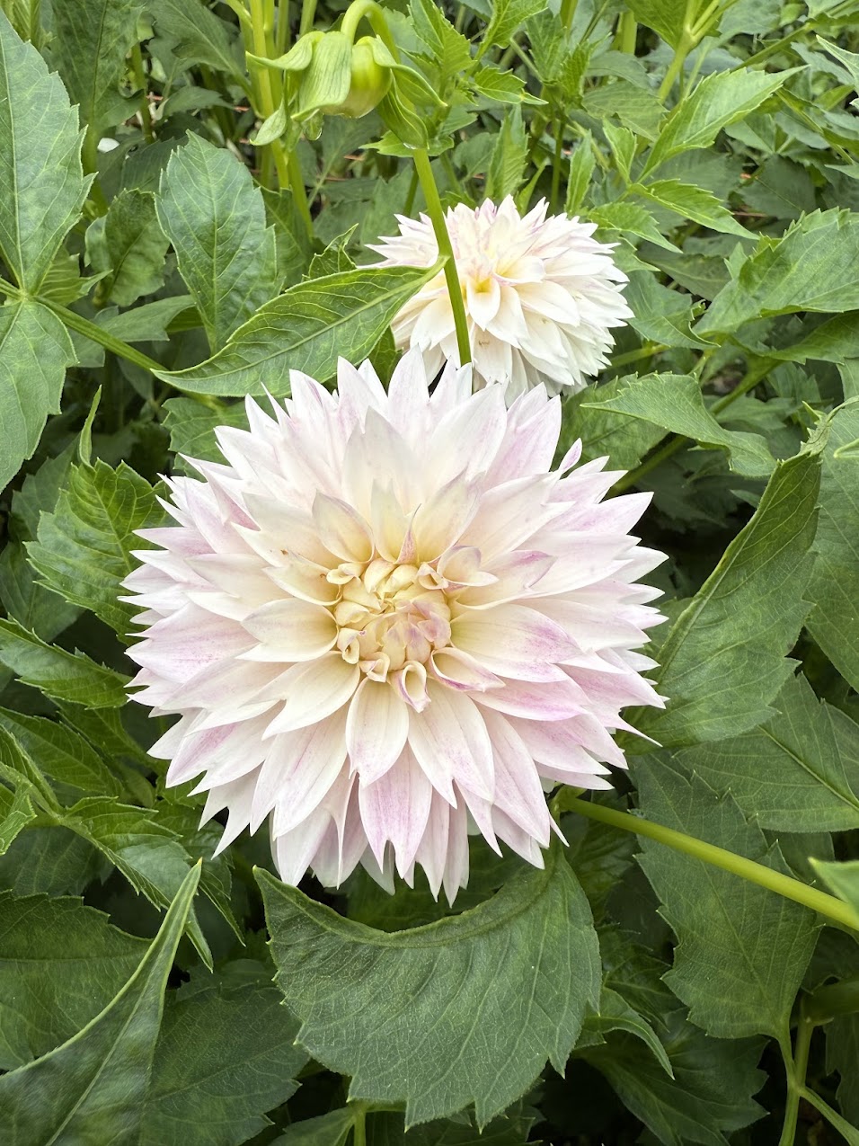 Dahlia Bloomquist Endlesession (Limit 1)