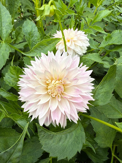 Dahlia Bloomquist Endlesession (Limit 1)