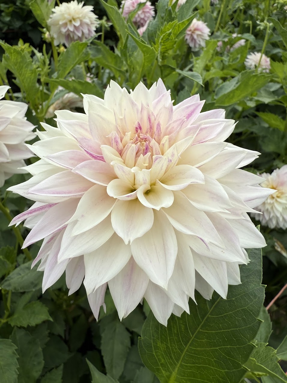 Dahlia Bloomquist Endlesession (Limit 1)