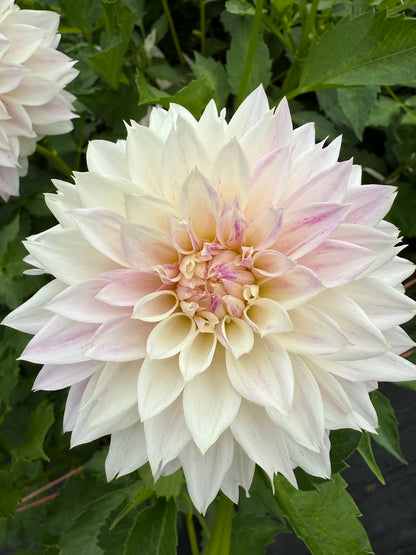 Dahlia Bloomquist Endlesession (Limit 1)