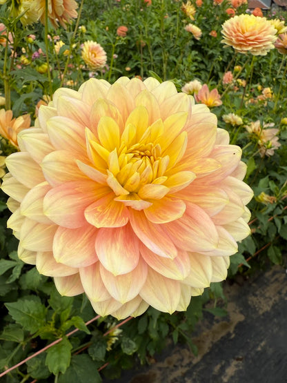 Dahlia Hollyhill Serenity (Limit 1)