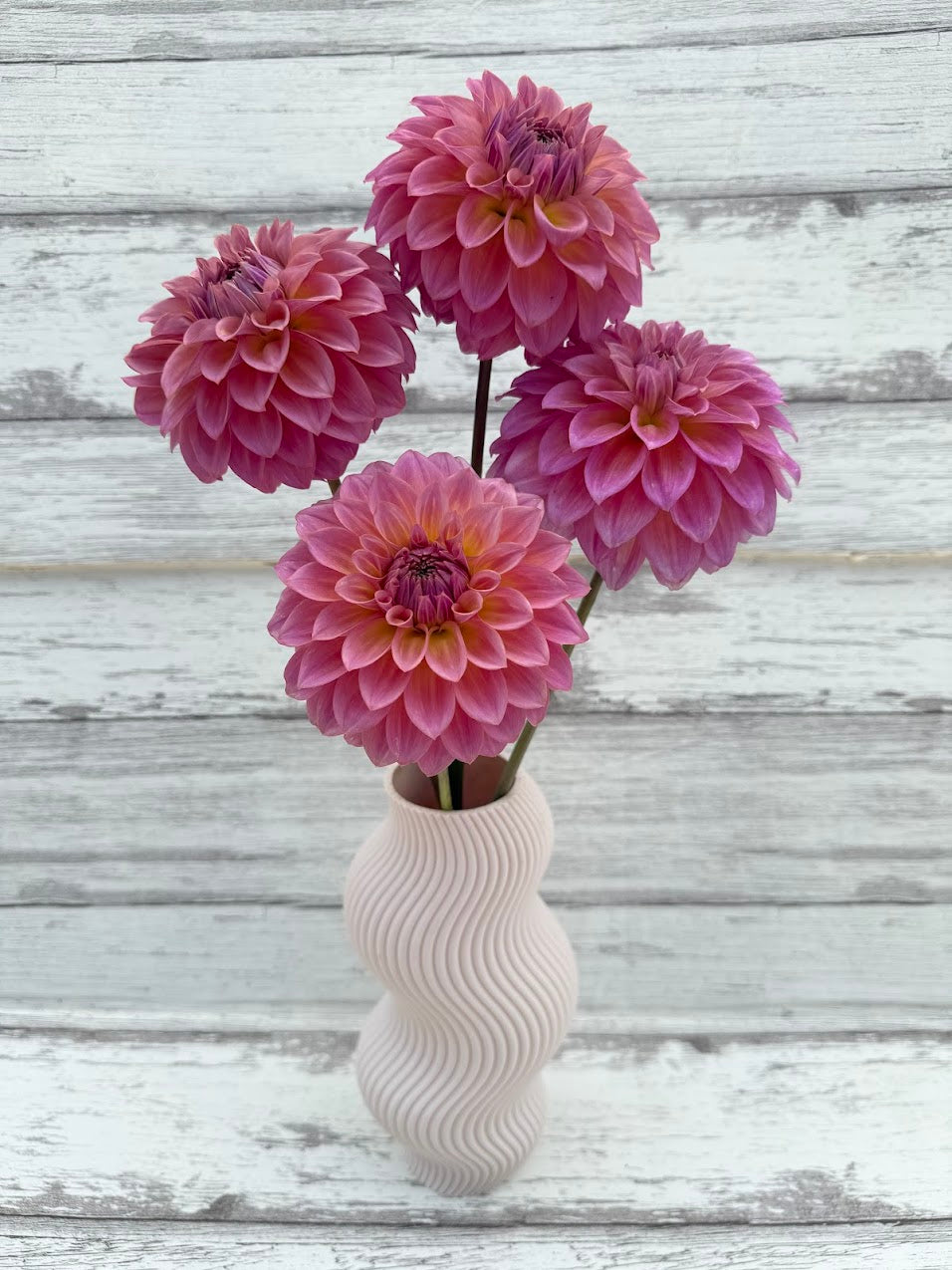 Dahlia Bloomquist Dave