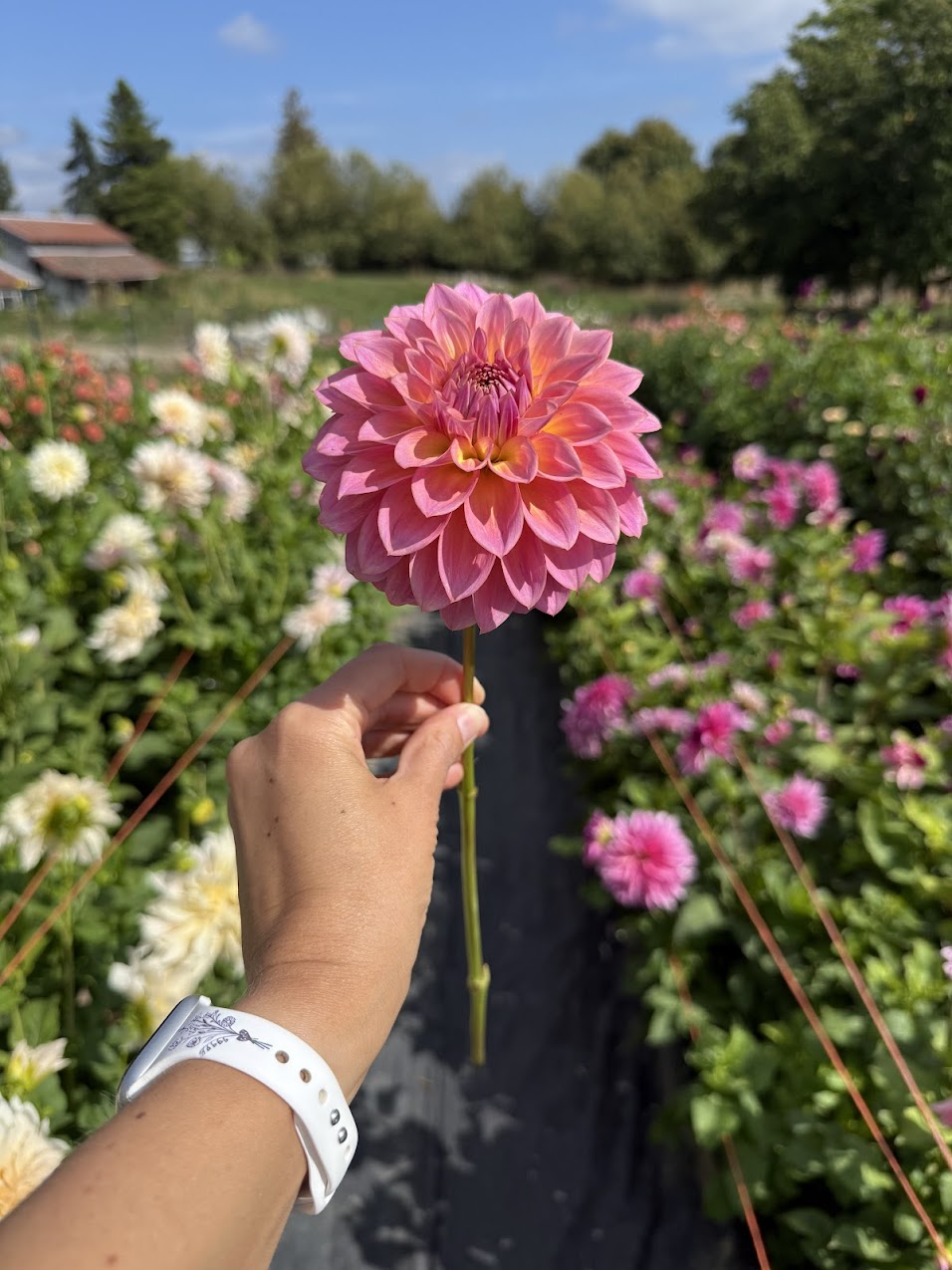 Dahlia Bloomquist Dave