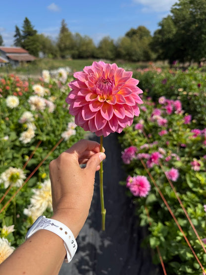 Dahlia Bloomquist Dave