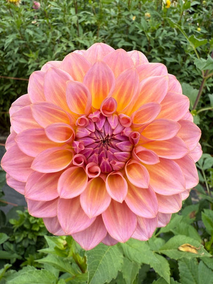 Dahlia Bloomquist Dave