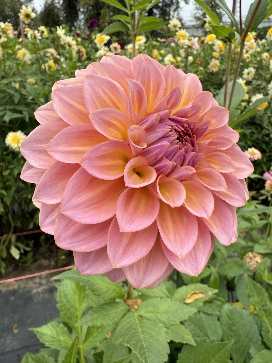 Dahlia Bloomquist Dave
