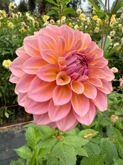 Dahlia Bloomquist Dave