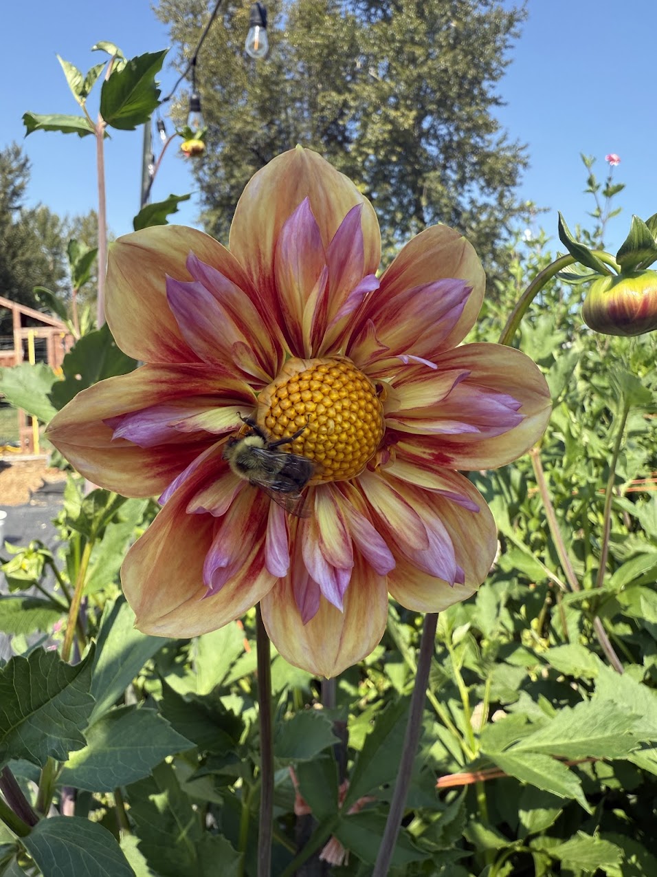 Dahlia Orange Hype (Limit 1)