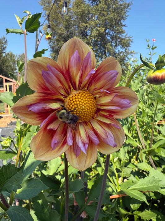Dahlia Orange Hype (Limit 1)