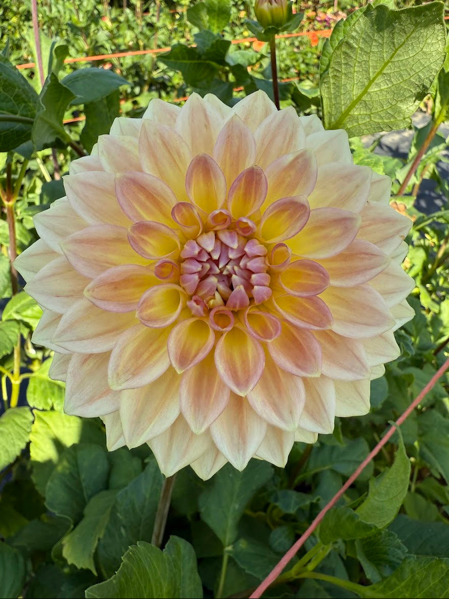 Dahlia Bloomquist Alan