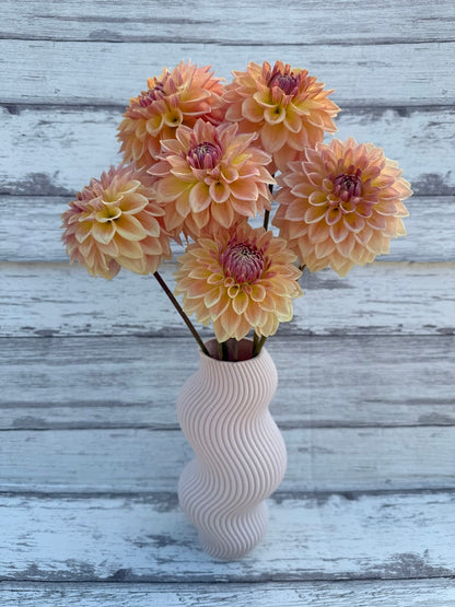 Dahlia Bloomquist Alan