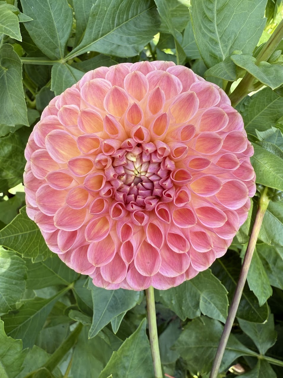 Dahlia Clearview Peachy
