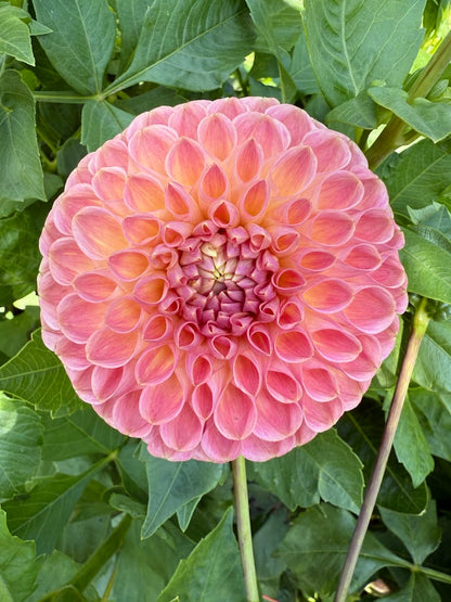 Dahlia Clearview Peachy