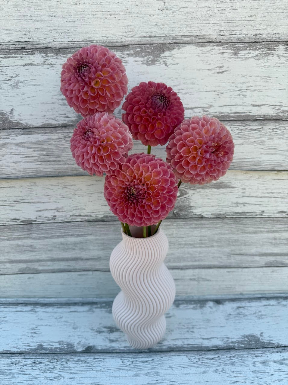 Dahlia Clearview Peachy