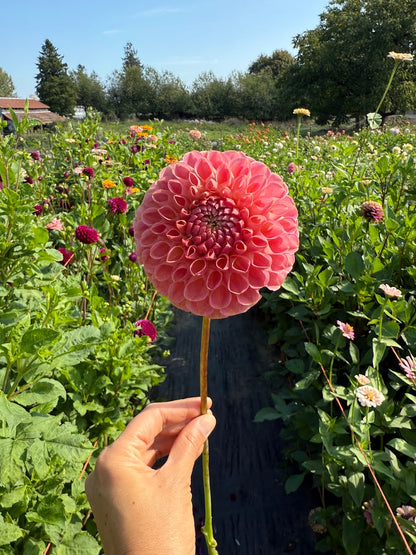 Dahlia Clearview Peachy