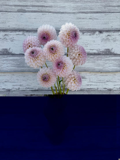 Dahlia Bloomquist Tory P (Limit 1)