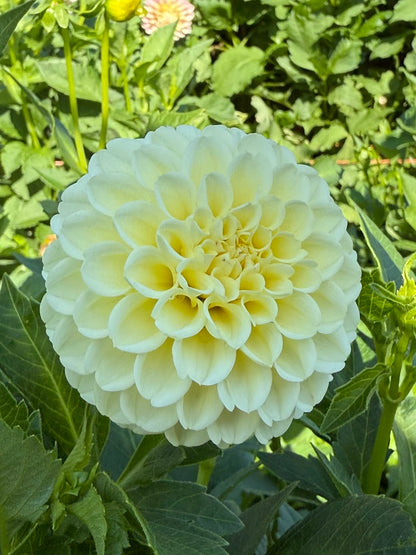 Dahlia Creamy