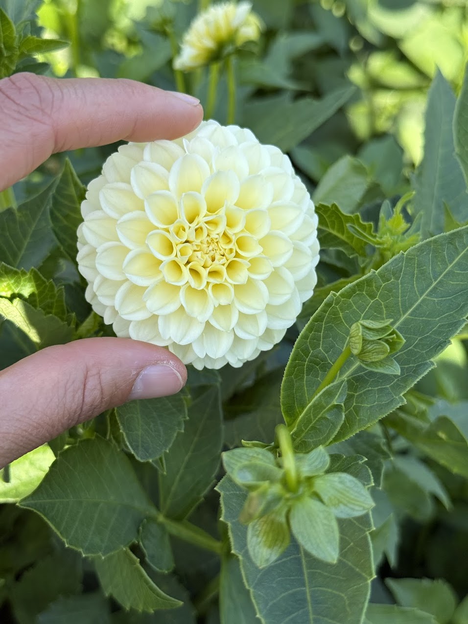 Dahlia Creamy
