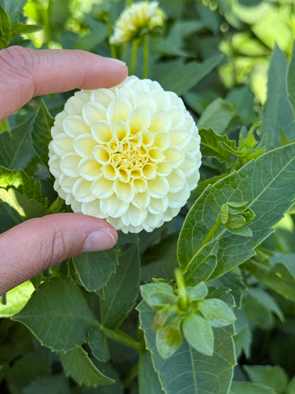 Dahlia Creamy